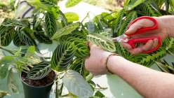 Plant Talk with the Tender Gardener: Repotting and Propagation of Houseplants